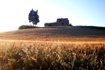 Val d'Orcia countryside 12